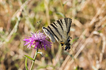 Sail moth (Iphiclides podalirius)