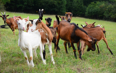 Naklejka na ściany i meble goats in a meadow on lush green grass. grazes in a lush green meadow