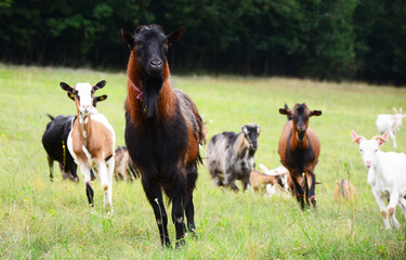 goats in a meadow on lush green grass. grazes in a lush green meadow