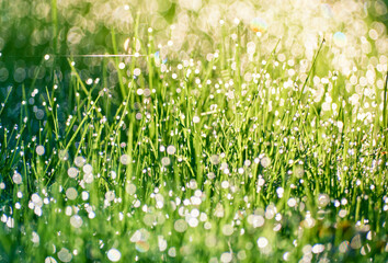 Drops of dew on the grass in defocus