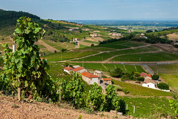 Paysage du vignoble du Beaujolais autour du village de Fleurie dans le département du Rhône en...