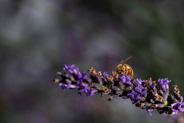 Bee on lavender 