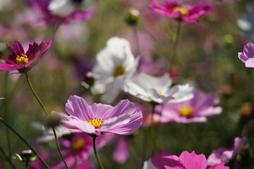 Various Color of Cosmos in Full Bloom
