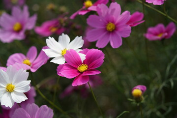 Fototapeta premium Various Color of Cosmos in Full Bloom 