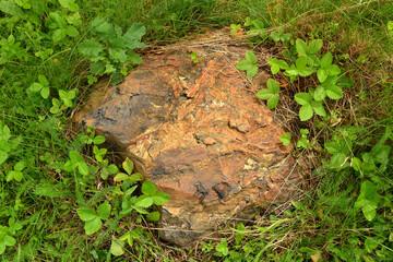 A brown natural textured stone lies on green grass among the leaves of strawberries.