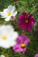 Various Color of Cosmos in Full Bloom
