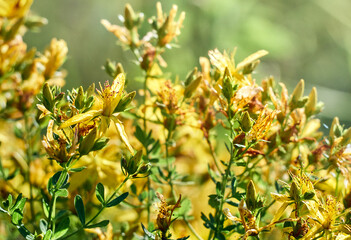 Hypericum flowers on the meadow.
