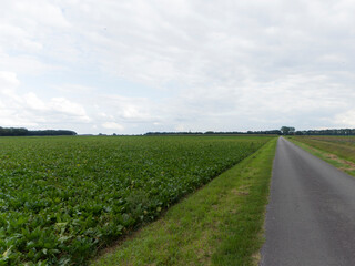 Fototapeta na wymiar Crops in a field near the town of Sleen, The Netherlands