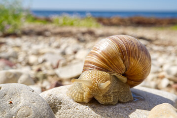 White snail close up on the rocky shore of the baltic sea. Lymnaea stagnalis.