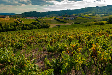 Paysage du vignoble du Beaujolais dans le département du Rhône en France