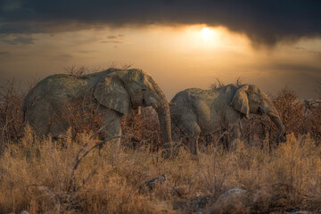 Elephants in Etosha Park, Namibia