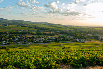 Fototapeta na wymiar vignoble du Beaujolais autour du village de Cercié dans le département du Rhône en France