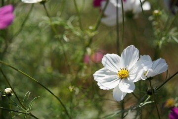 White Flower of Cosmos in Full Bloom
