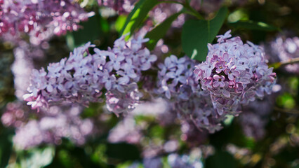 Summer lilac flowers bush branch. Lilac flowers view