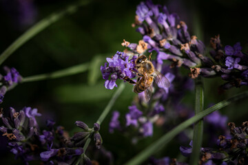 Bee on lavender 