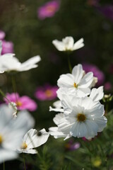 Fototapeta premium White Flower of Cosmos in Full Bloom 