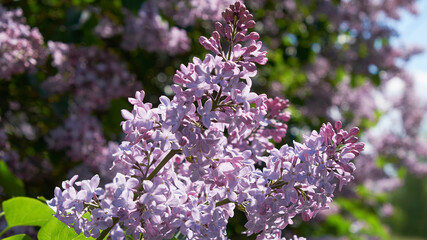 Summer lilac flowers bush branch. Lilac flowers view