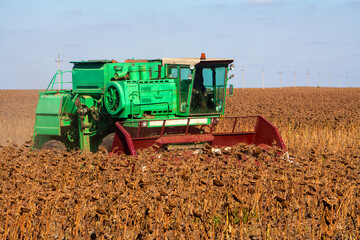 Crop in the Large field of dry sunflower on a sunny day. Autumn harvest., in the background big...