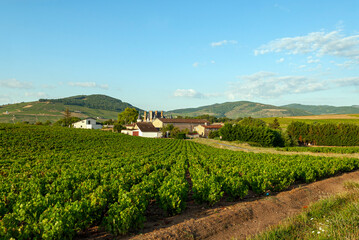 Paysage du vignoble du Beaujolais dans le département du Rhône en France