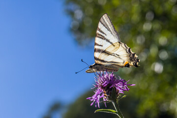 Sail moth (Iphiclides podalirius)