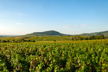 Paysage du vignoble du Beaujolais dans le département du Rhône en France