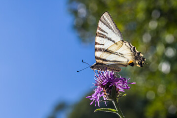 Sail moth (Iphiclides podalirius)