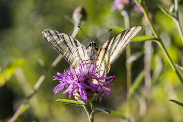 Sail moth (Iphiclides podalirius)
