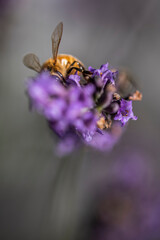 Bee on lavender 