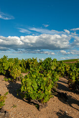 Fototapeta na wymiar vignoble du Beaujolais dans le département du Rhône en France