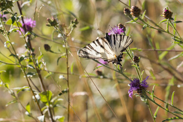 Sail moth (Iphiclides podalirius)