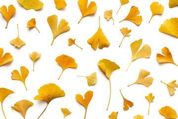 Yellow Ginkgo Leaves On White Background