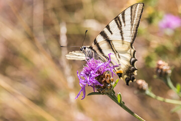 Sail moth (Iphiclides podalirius)