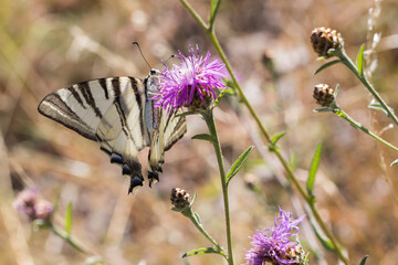 Sail moth (Iphiclides podalirius)