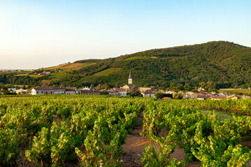 Fototapeta na wymiar paysage de vignes autour du village de Juliénas dans le vignoble du Beaujolais dans le département du Rhône en France