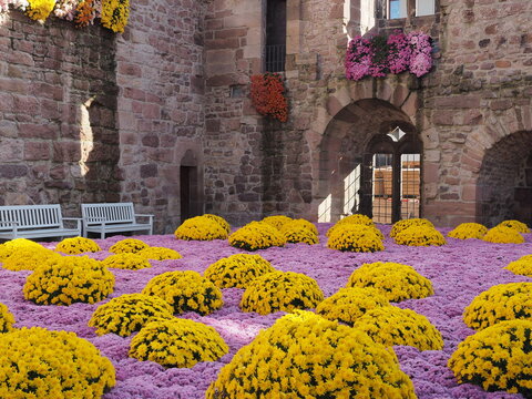Kreisstadt Lahr im Schwarzwald - Chrysanthema