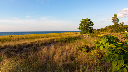 Fototapeta premium field of grass and tree with ocean in the background