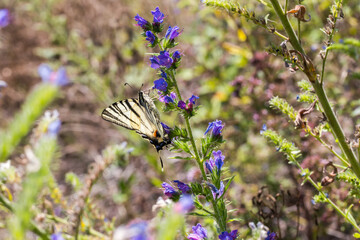 Sail moth (Iphiclides podalirius)