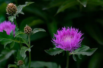 purple flower in the garden
