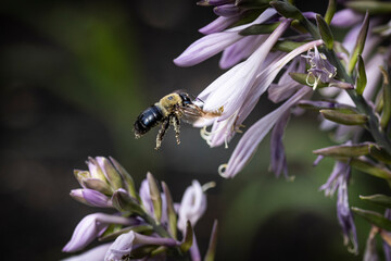 Bee on Flower
