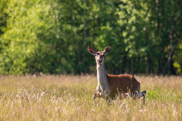 Piękna łania jelenia Cervus elaphus galopuje po polach i łąkach