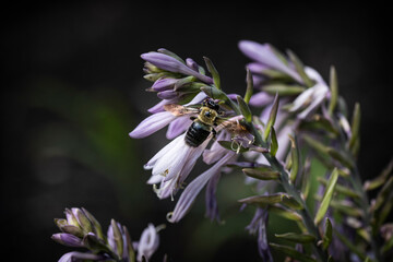Bee on Flower