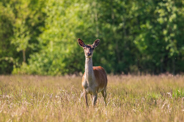 Piękna łania jelenia Cervus elaphus obserwuje fografa przyrody 