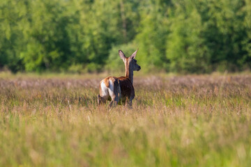 Piękna łania jelenia Cervus elaphus biegnie po kolorowej łące, ostoja zwierzyny, ochrona...