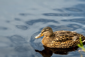 Duck on the lake