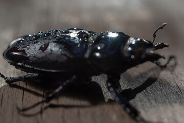 close-up of a large brown beetle with horns, on a wooden background, in the rain.