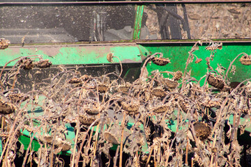 Crop in the field on a sunny day. Autumn harvest.