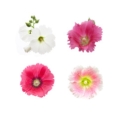 Group of the flowers of hollyhock isolated on the white background.