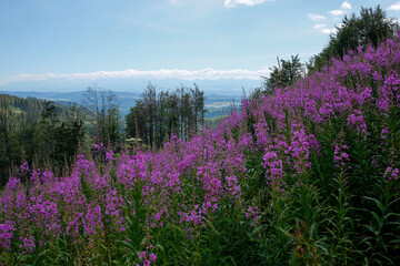 blooming fireweed, willow herb flower on the mountain meadow with Tatra Mountains in the background