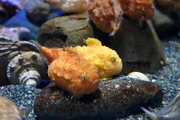 石の上で仲良く休憩する可愛いフウセンウオ