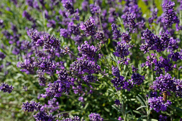 blooming violet field of lavender